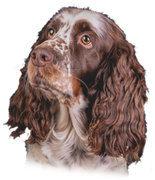 English Springer Spaniel von den Haubergen